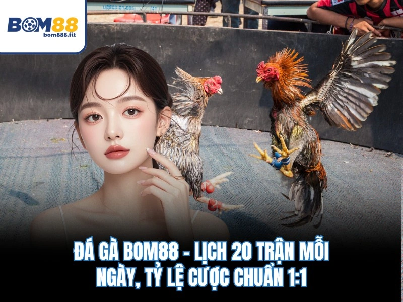 Đá Gà BOM88 – Lịch 20 Trận Mỗi Ngày, Tỷ Lệ Cược Chuẩn 1:1 - spinluna88 Đá Gà BOM88 – Lịch 20 Trận Mỗi Ngày, Tỷ Lệ Cược Chuẩn 1:1 - spinluna88