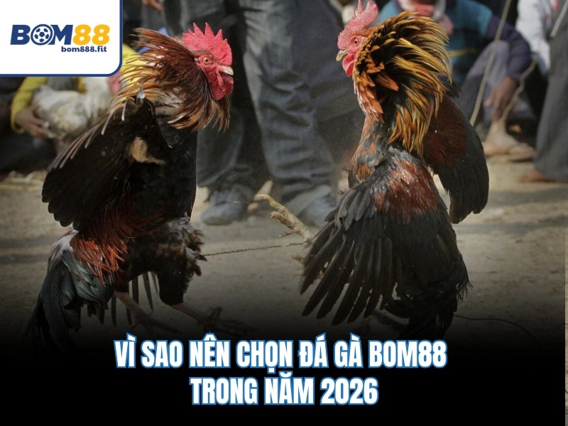 Đá Gà BOM88 – Lịch 20 Trận Mỗi Ngày, Tỷ Lệ Cược Chuẩn 1:1 - spinluna88 Đá Gà BOM88 – Lịch 20 Trận Mỗi Ngày, Tỷ Lệ Cược Chuẩn 1:1 - spinluna88