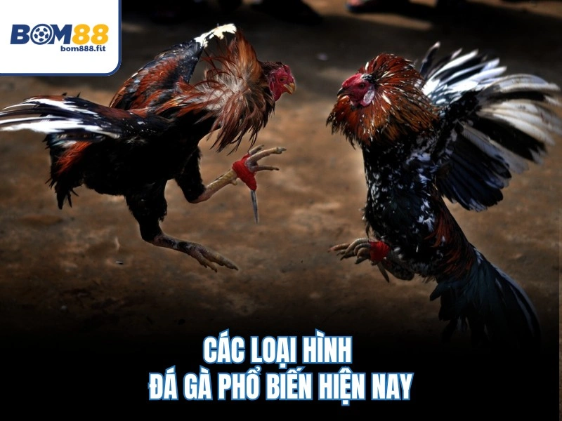 Đá Gà BOM88 – Lịch 20 Trận Mỗi Ngày, Tỷ Lệ Cược Chuẩn 1:1 - spinluna88 Đá Gà BOM88 – Lịch 20 Trận Mỗi Ngày, Tỷ Lệ Cược Chuẩn 1:1 - spinluna88