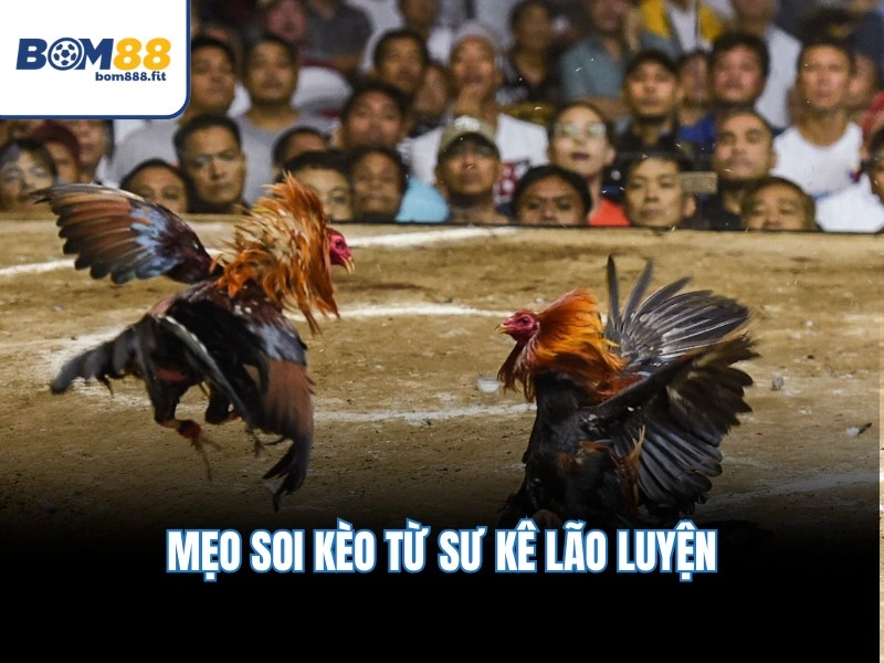 Đá Gà BOM88 – Lịch 20 Trận Mỗi Ngày, Tỷ Lệ Cược Chuẩn 1:1 - spinluna88 Đá Gà BOM88 – Lịch 20 Trận Mỗi Ngày, Tỷ Lệ Cược Chuẩn 1:1 - spinluna88